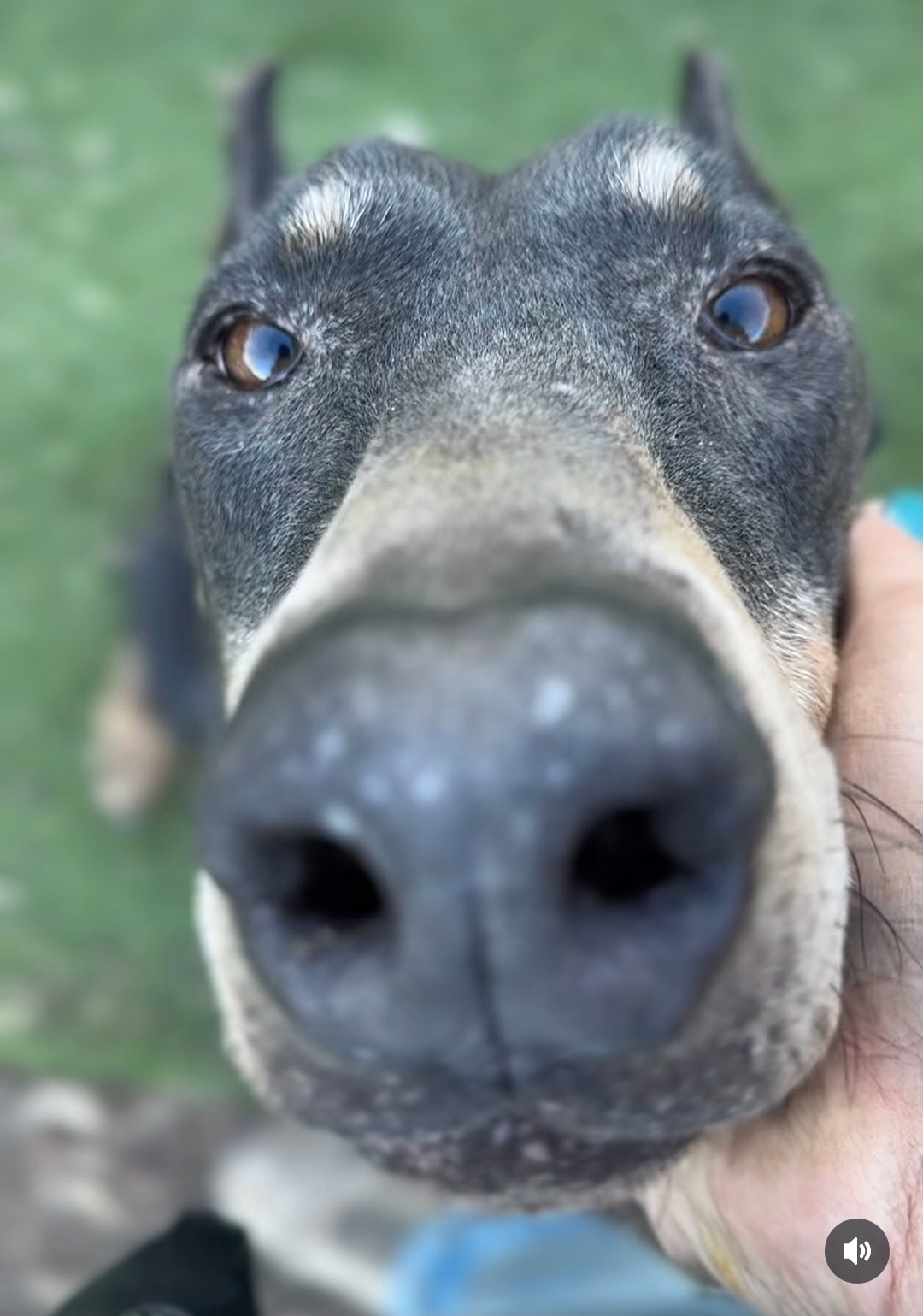 RAFFLE TICKET TO BENEFIT DOBIES AND LITTLE PAWS RESCUE