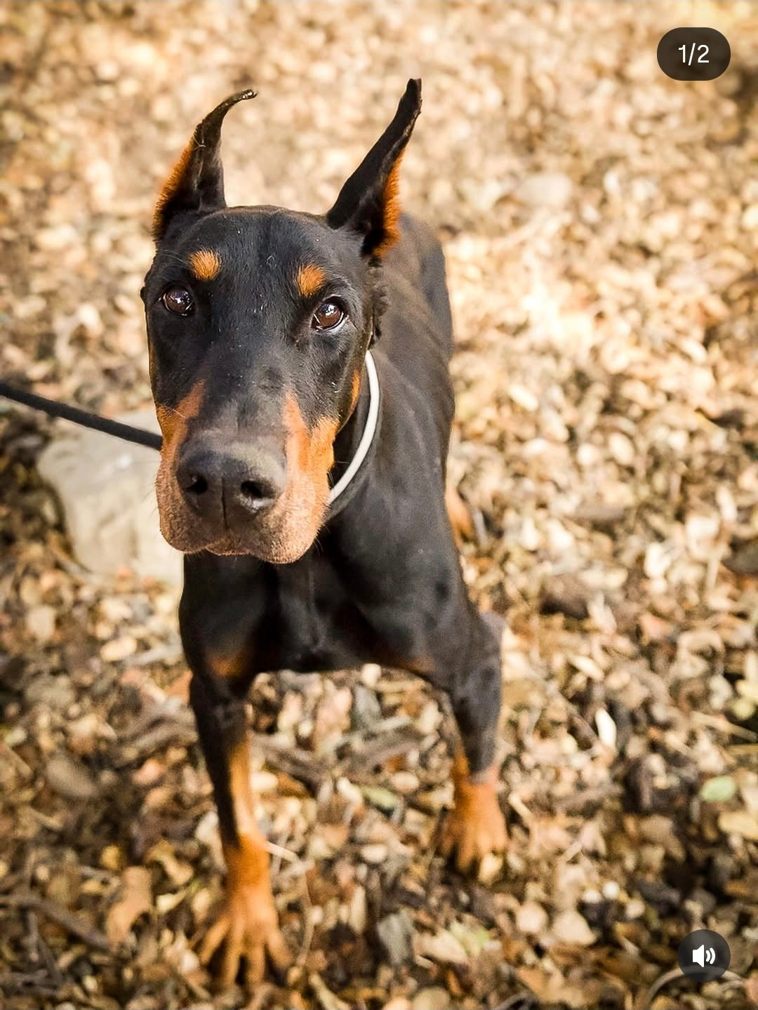 RAFFLE TICKET TO BENEFIT DOBIES AND LITTLE PAWS RESCUE