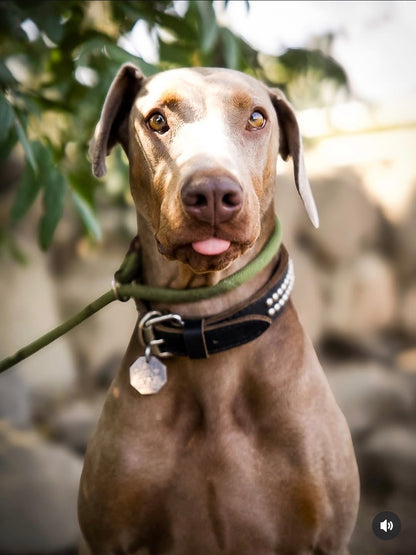 RAFFLE TICKET TO BENEFIT DOBIES AND LITTLE PAWS RESCUE